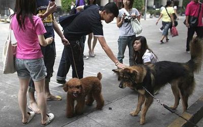 Chinese huisdierenmarkt groeit snel